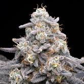 π Pink Rozay Seeds (100% off)